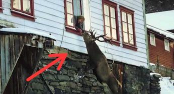 L’animale disperato è in fin di vita: l’anziana signora non si tira indietro