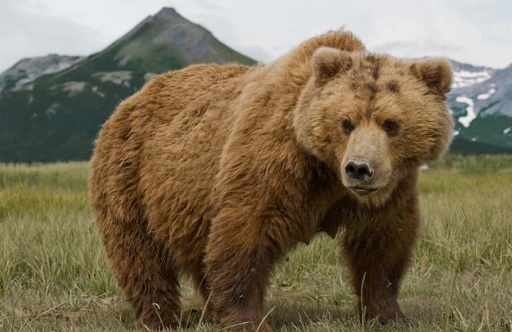 incontro orso