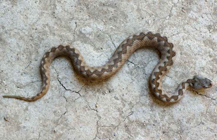 serpenti roma