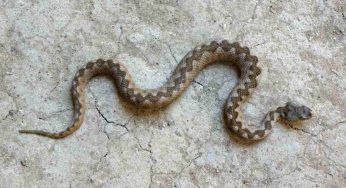 Vipera, se ne dovessi incontrare una ti spieghiamo tutto quello che dovresti sapere