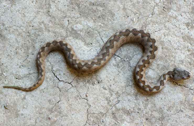 vipera caratteristiche