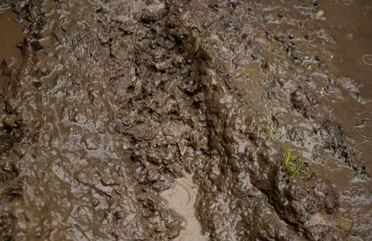 Cavallo intrappolato fango salvato