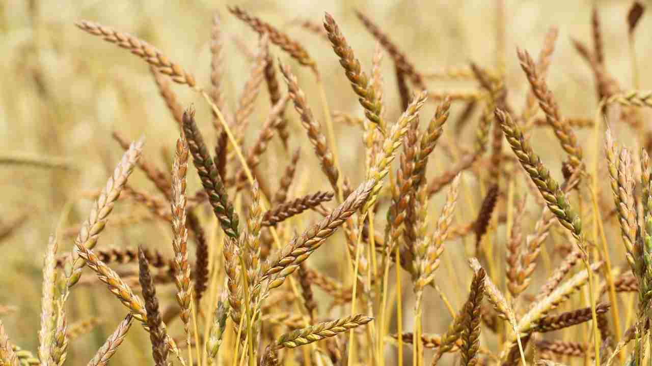 Mangiare il farro fa bene? Calorie e valori nutrizionali