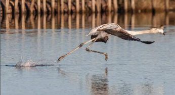 Circeo, programmate esercitazioni militari: a rischio animali e biodiversità
