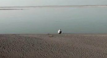 Vede serpenti morti portati a riva dalle acque: quello che farà lascia tutti di sasso