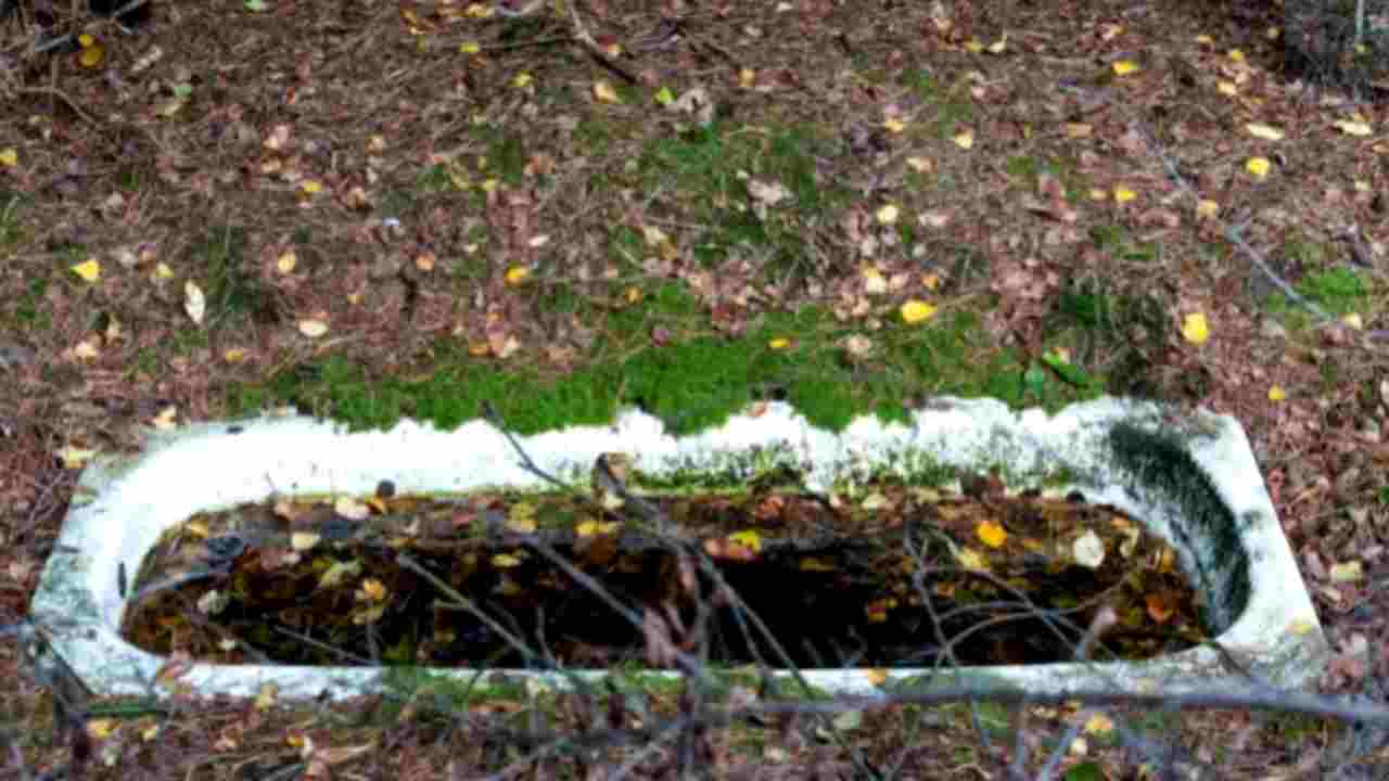 Sente dei rumori nel bosco e sente la paura pura