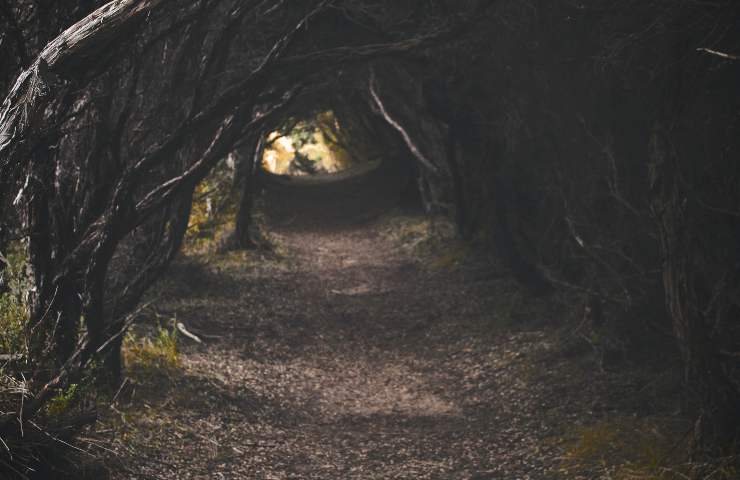 Bucce d'arancia scovate in una foresta: il retroscena 