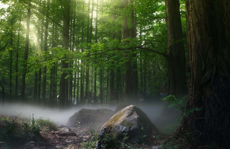 Foresta, il retroscena pazzesco