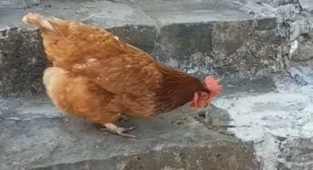 Gallina lo ingoia intero: il VIDEO stupisce tutti . Una cosa cosi non si è mai vista