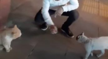 I due gatti sono nel pieno del litigio: arriva lui e li tratta come bambini – VIDEO