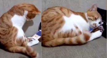 Il suo proprietario è morto e al gatto viene mostrato un suo video: straziante la reazione