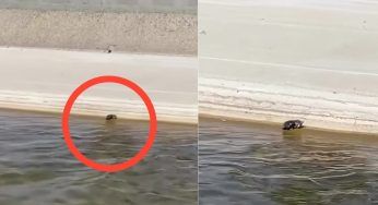 Lo abbandonano gettandolo da un ponte: un uomo attraversa a piedi il fiume pur di salvarlo – FOTO