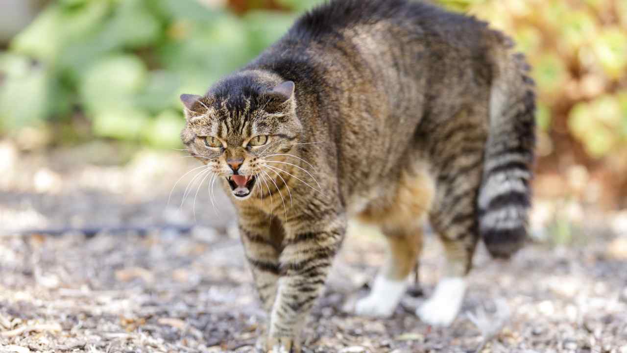 Uomo morso gatto dita amputate