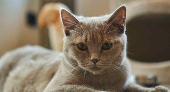 Rendi l’estate più fresca per i gatti: non serviranno soldi e loro ti ringrazieranno