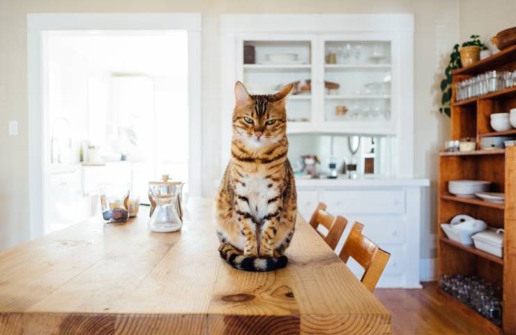 Gatto perde troppi peli casa aumentare apporto proteine