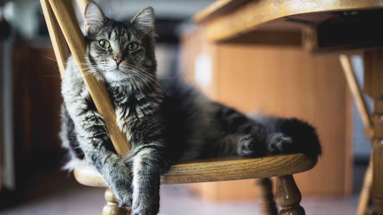 Peli di gatto in casa rimedi soluzioni