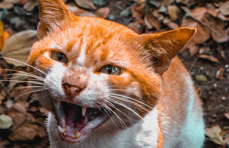 Infezioni morso gatto rischi