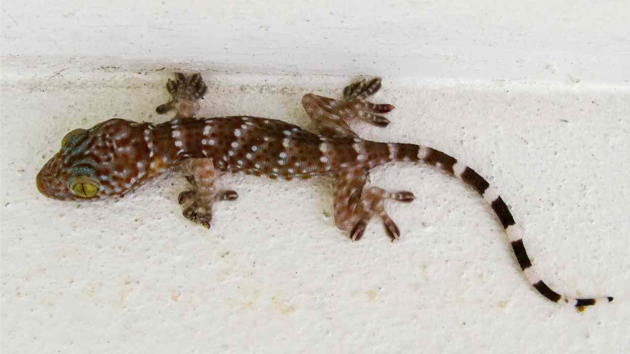 Gechi da casa perché non andrebbero mai scacciati dal balcone