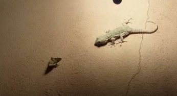 Il geco è a caccia: guarda la sua tattica – VIDEO