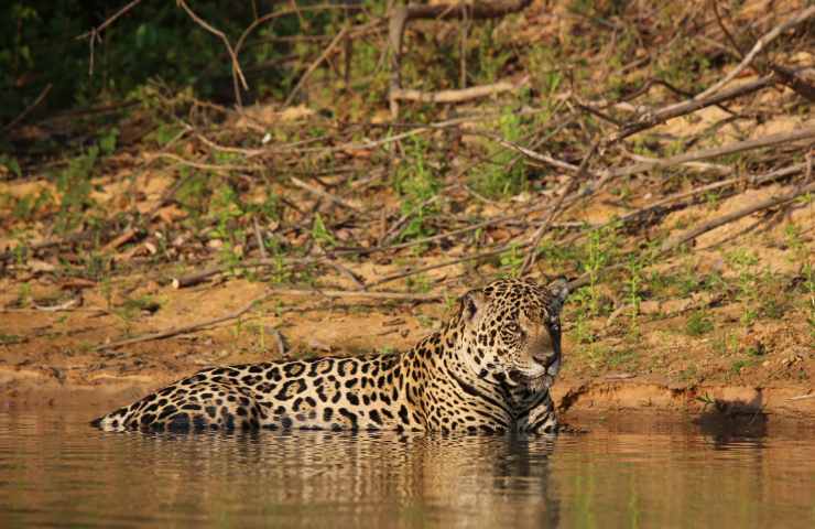 giaguaro annega