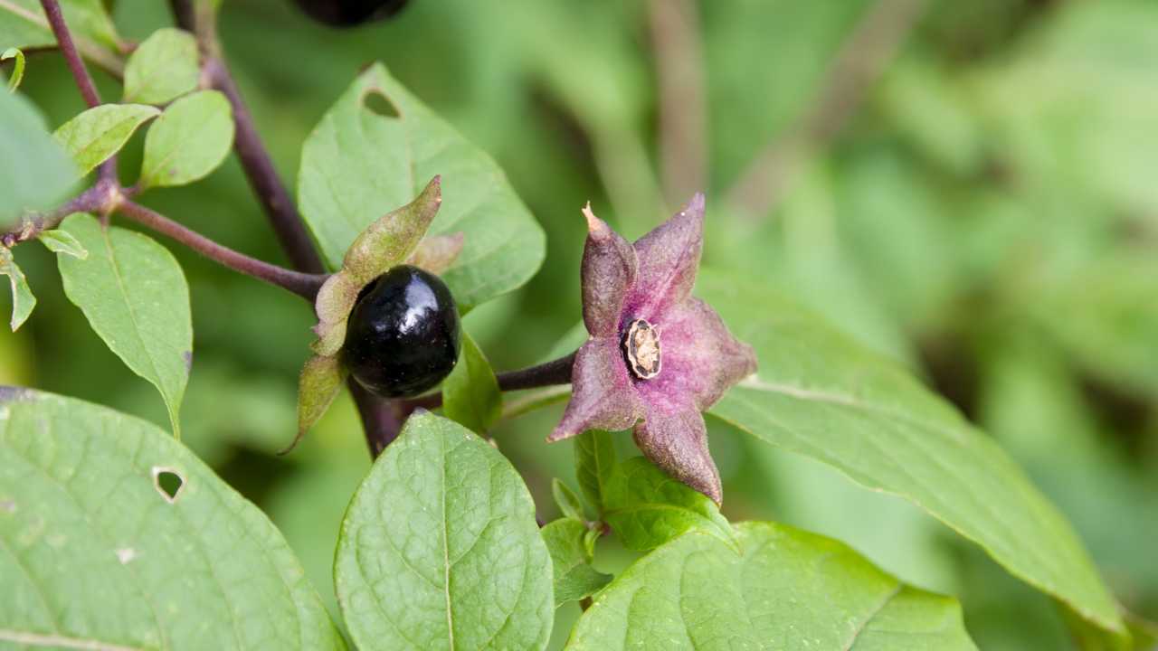 piante velenose che possono uccidere