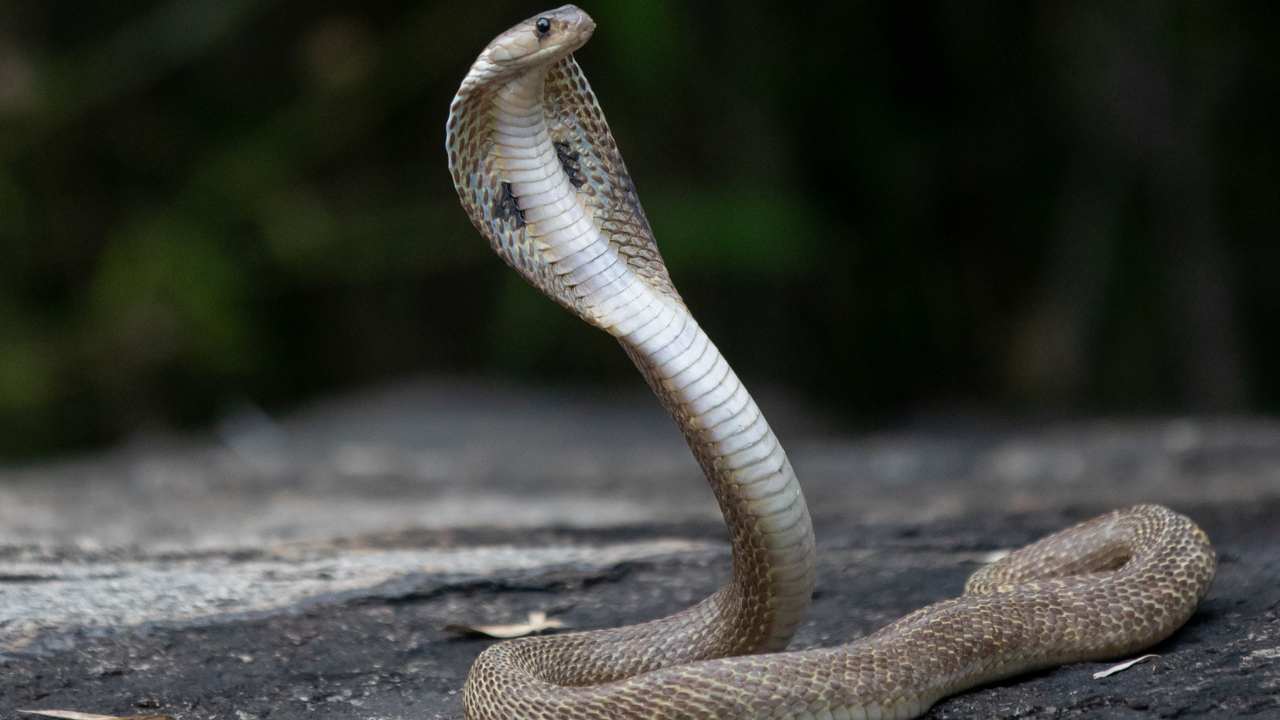 cobra cosa mangia