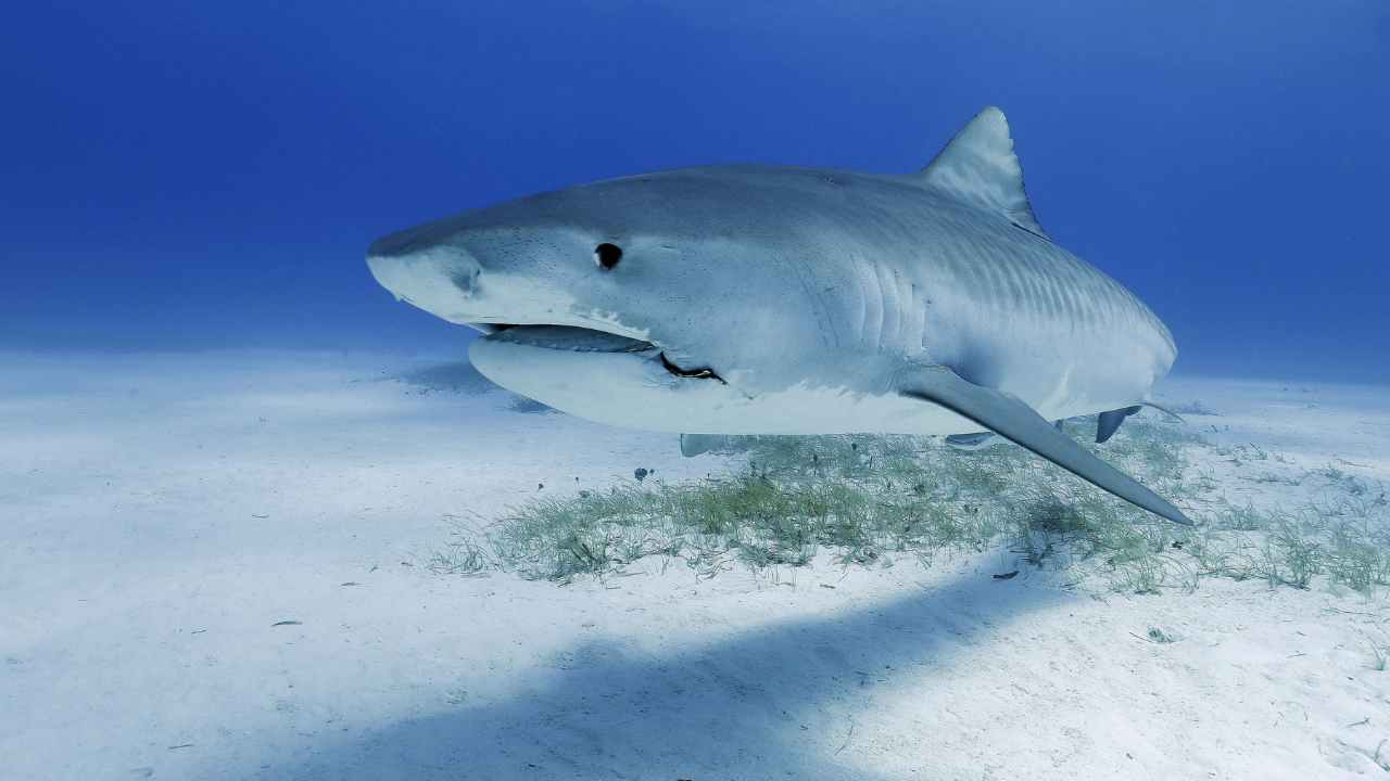specie di squali nel mar mediterraneo