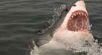 Mediterraneo e squali: quali specie si trovano e quali sono a rischio estinzione