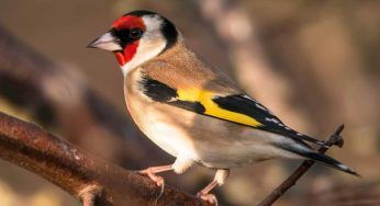 Cardellino: caratteristiche, dieta e curiosità sull’uccellino dal piacevole canto