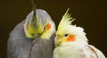 Calopsita: caratteristiche, dieta, come prendersene cura e quanti anni può vivere