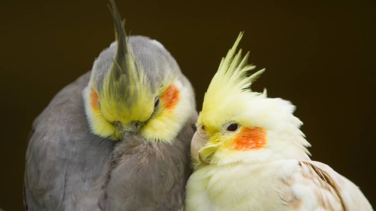 calopsita habitat e alimentazione