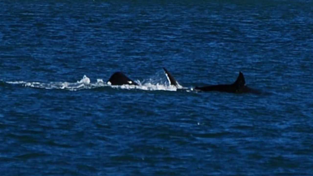 orca attacca ed uccide squalo bianco