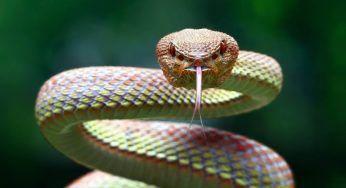 Giornata mondiale dei serpenti: la loro importanza negli ecosistemi
