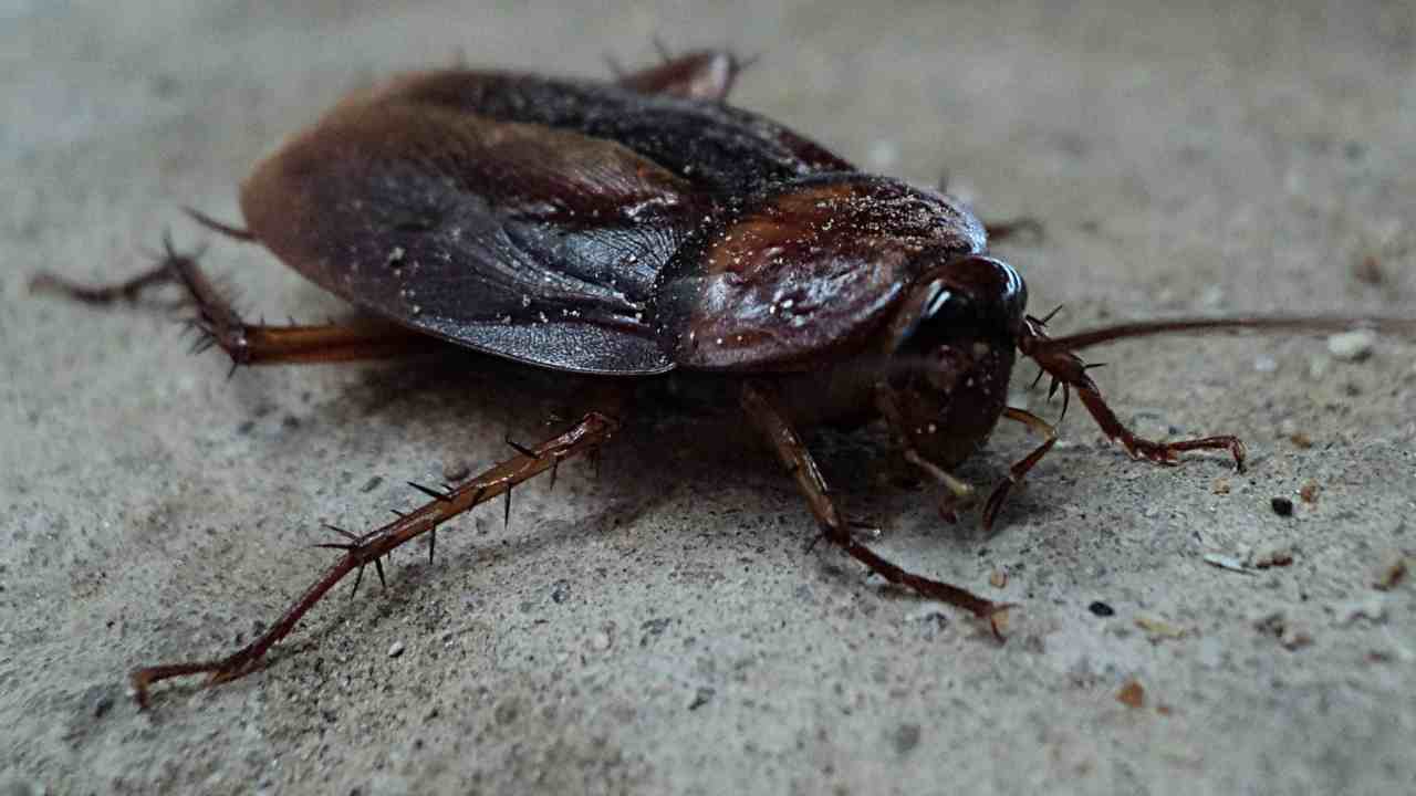 scarafaggio dannoso in casa