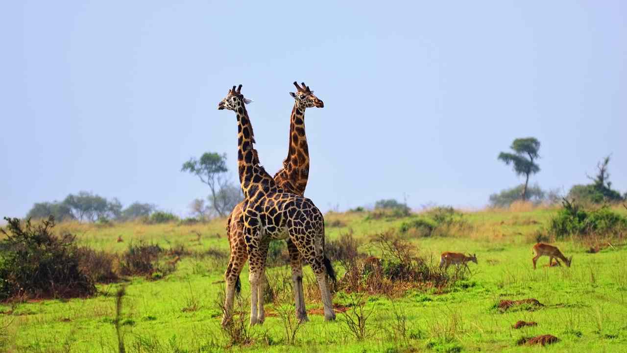 giraffe ripopolano l'Angola