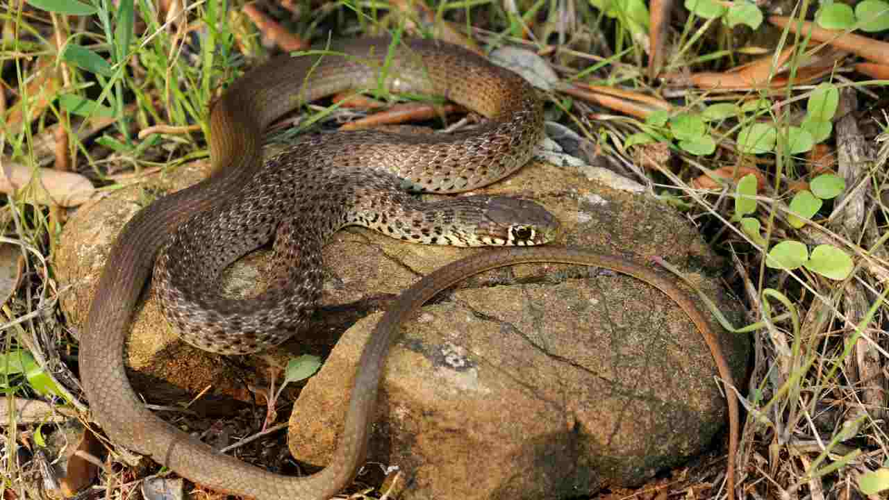 colubro dei balcani habitat