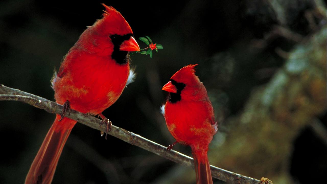 cardinale rosso habitat e carateristiche