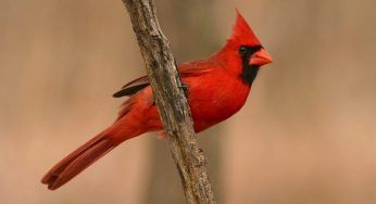 Cardinale: habitat, dieta e curiosità