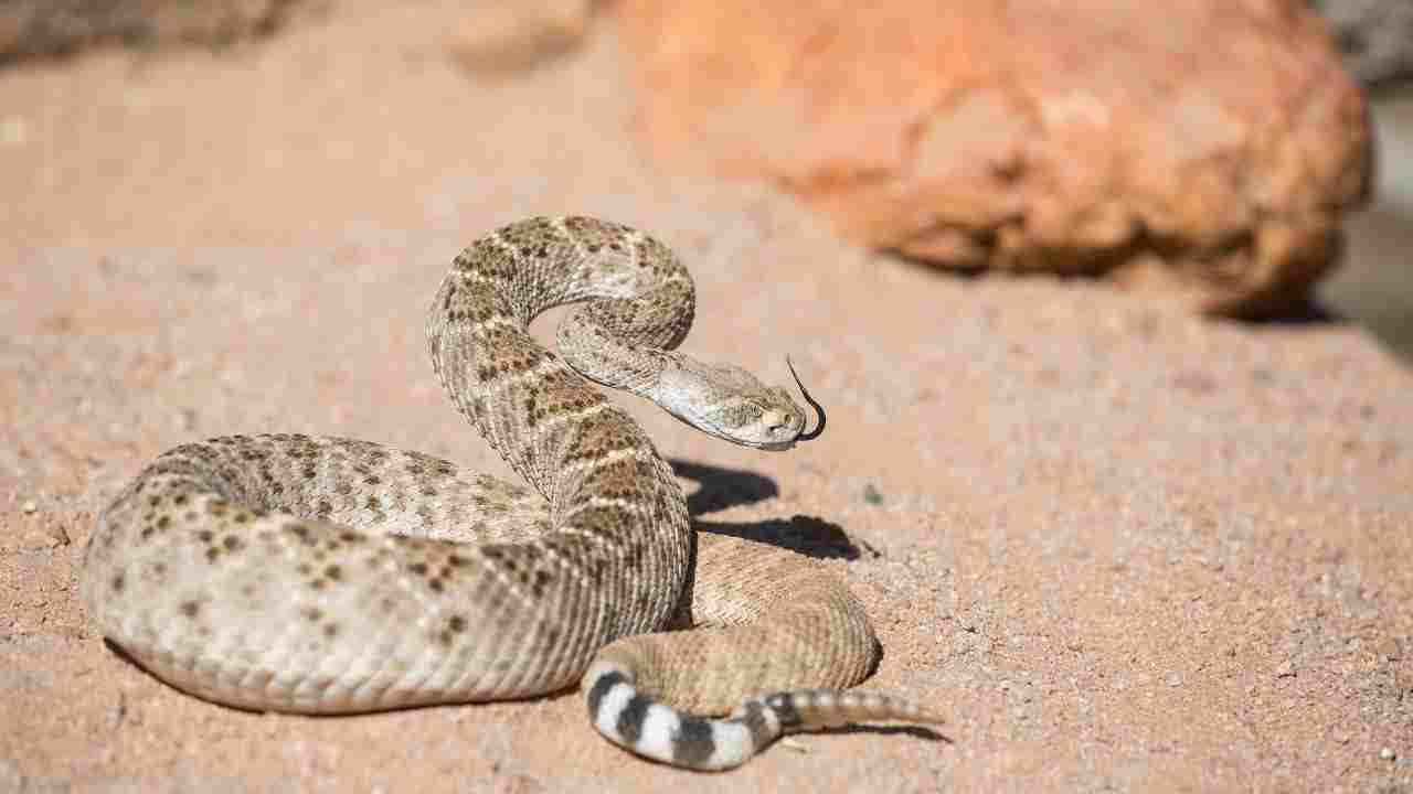 serpente a sonagli pericolosità