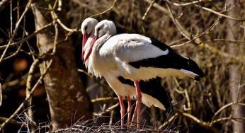Cicogna: tratti distintivi, migrazione, habitat e curiosità