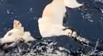 Piangeva e chiedeva aiuto: era intrappolato, ma poi accade tutto in pochi secondi – VIDEO