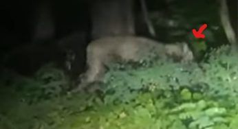 Leonessa in fuga nella città di Berlino: cittadini costretti a casa – VIDEO