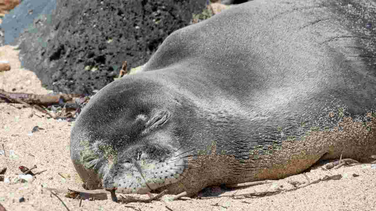 foca monaca ripopolazione