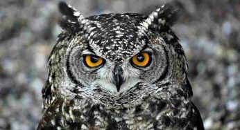 Civetta: caratteristiche, curiosità e cosa significa quando se ne vede una