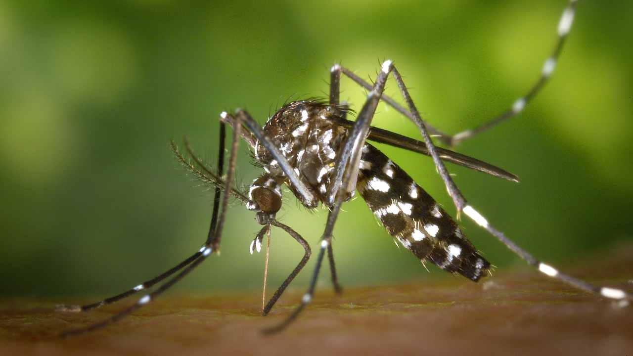 zanzare come proteggersi in modo naturale