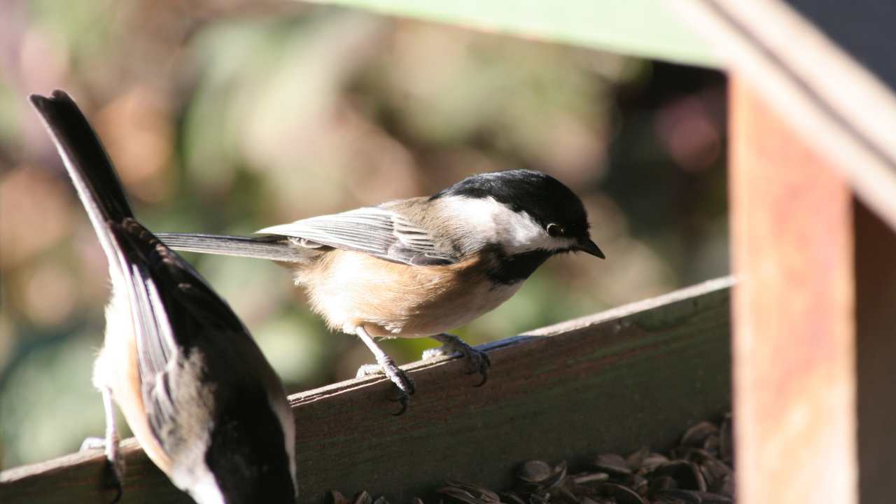 capinera colore maschio femmina