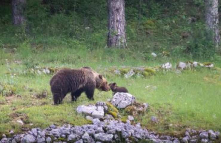 orsa amarena assediata dai turisti