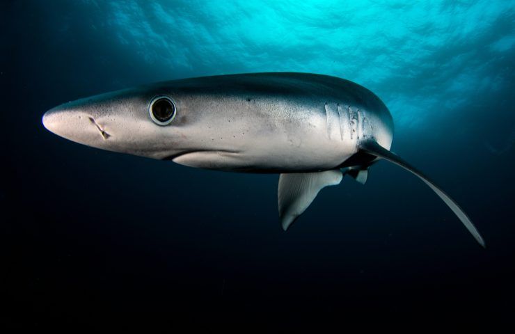 specie di squali nel mar mediterraneo