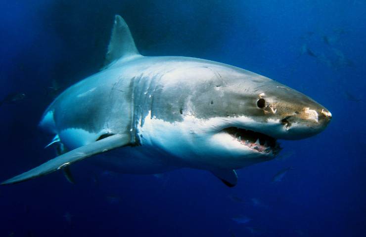specie di squali nel mar mediterraneo