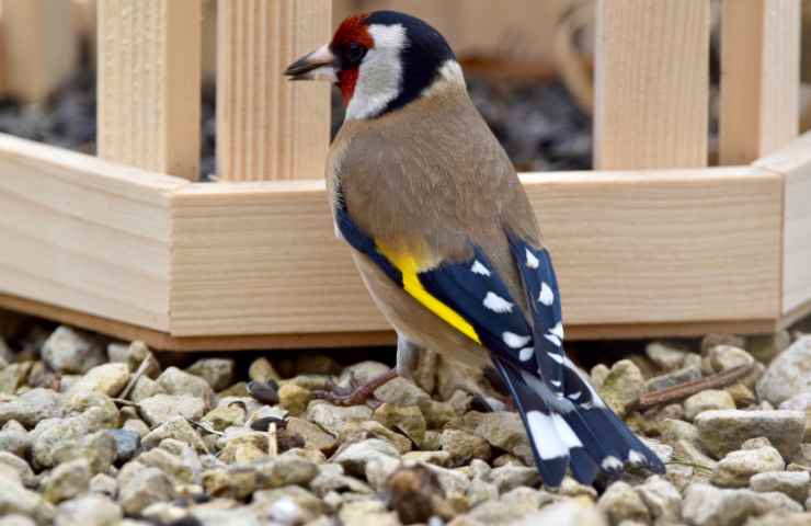 cardellino habitat e alimentazione